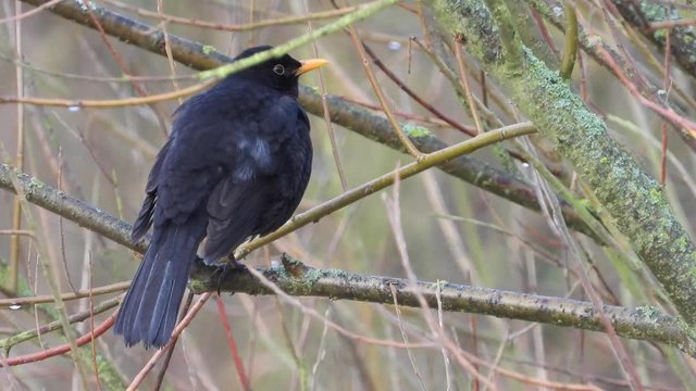 Amsel M&auml;nnchen