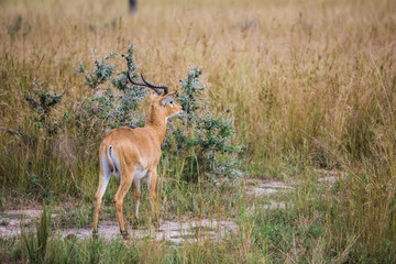Naklejka na ściany i meble Gazelle in the African Savannah looks into the distance