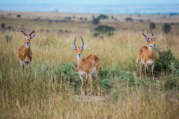 Naklejka na ściany i meble three beautiful gazelles look into the frame and stand symmetrically in the African Savannah