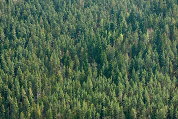 Conifers and their tops in the European forest Schwarzwald, Germany