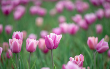 Obraz na płótnie Canvas Beautiful colorful pink tulip background photo.