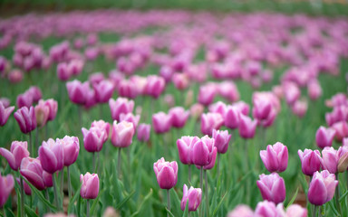 Fototapeta premium Beautiful colorful pink tulip background photo.