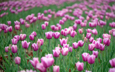 Beautiful colorful pink  tulip background photo.