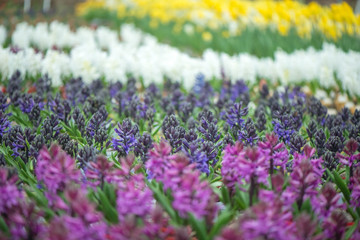 In the garden, colorful hyacinths bloom in spring.