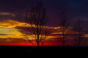 Obraz na płótnie Canvas Three trees in sunset