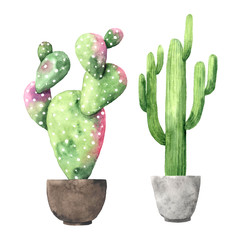 Watercolor hand painted exotic green cactus