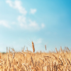 golden color agriculture field and blue sky