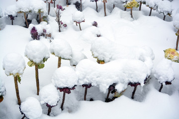 Snow covered Plants 