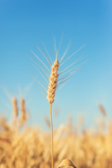 Fototapeta premium golden color agriculture field and blue sky