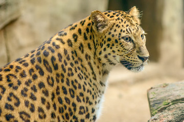 Close-up of Leopard Head.