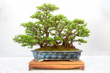 Forest bonsai made of small trees isolated on white background.