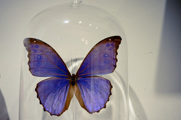 The butterfly specimens are in the glass ball.