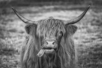 Acrylic prints Highland Cow Highland Cattle