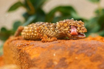 Fototapeta premium Detailed closeup of a Centralian Knob-tailed Gecko.