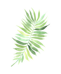 Watercolor hand painted tropical palm leaf