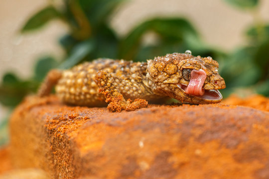 Detailed closeup of a Centralian Knob-tailed Gecko.