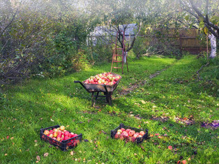 Harvest Ripe Apples In A Village Orchard - 310988002