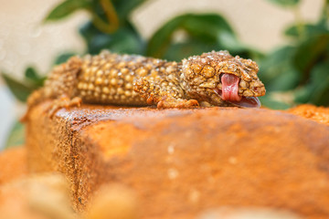 Detailed closeup of a Centralian Knob-tailed Gecko.