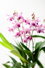 Fototapeta na wymiar A beautiful orchid isolated on white background.