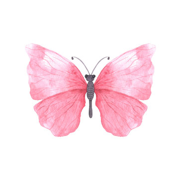 Pink bright watercolor butterfly