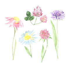 Watercolor hand painted wildflowers, field plants