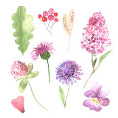 Watercolor hand painted wildflowers, field plants