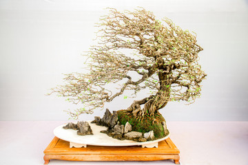 Chinese  bonsai tree isolated on white background.