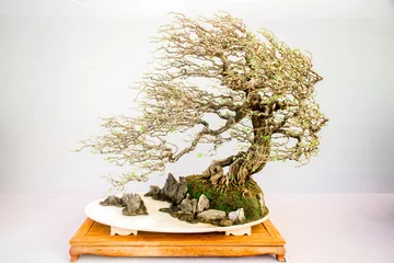  Chinese  bonsai tree isolated on white background. © MINXIA