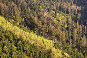 Spring landscape with mixed forest on a hill, coniferous trees and deciduous growth together in the forest Schwarzwald, Germany