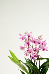 Beautiful pink-purple orchids isolated on white  background