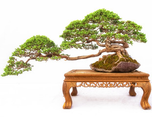 Chinese Pine Bonsai tree isolated on white background.