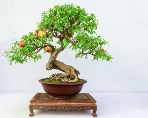 Foto op Plexiglas anti-reflex Pomegranate bonsai with pomegranate fruit. © MINXIA