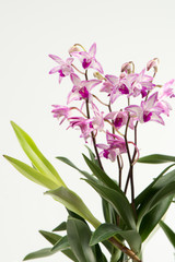 Fototapeta na wymiar Beautiful pink-purple orchids isolated on white background