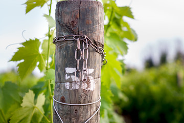an old wooden pole marker of the vineyard 55 in Italy. Italian vineyard. Number 55