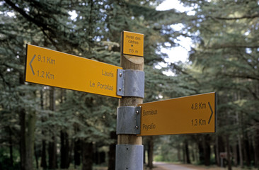 Foret de cédres. Parc naturel régional du Luberon, 84