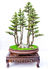  Forest bonsai made of small trees isolated on white background. © MINXIA