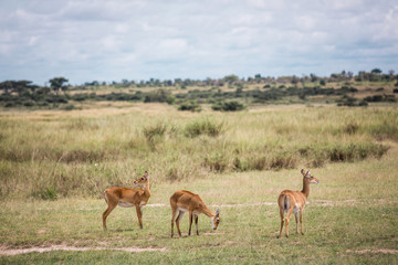 Naklejka na ściany i meble African Savannah in the haze. antelopes graze in the foreground