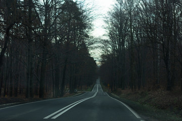 An asphalt road goes through a dark misterious forest.