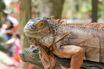 Closeup of orange iguana climbing the tree