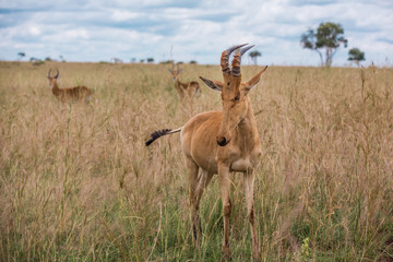 alcelaphus buselaphus in the green African Savannah
