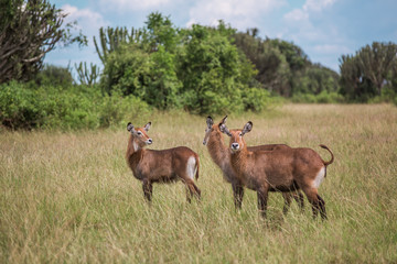 The water goat Kobus ellipsiprymnus defassa is a large and strong antelope