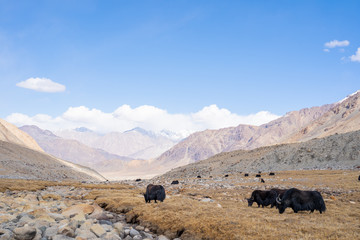 A view of a group of yak is eating in the field with the snow mountain in Ladakh, India.