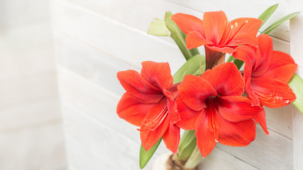 Red belladonna lily tamarind with white background.
