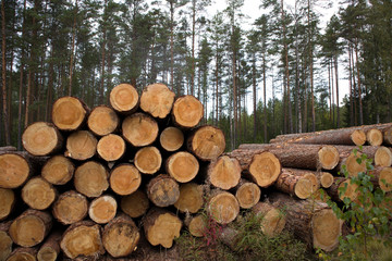 Forest edge with saw mill, stacks of pine logs against pine forest