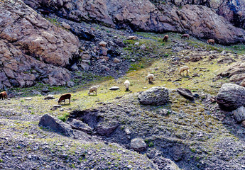 sheep in the mountains