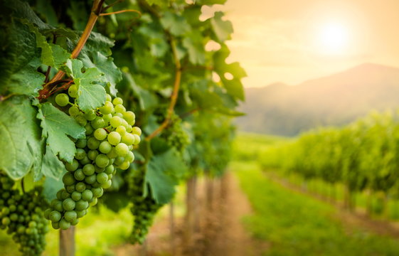 Grapes in vineyard in Wachau valley, winegrowing area, Lower Austria. Europe.