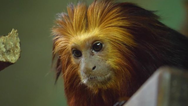 Close up of lion tamarin monkey head looking down to the left.