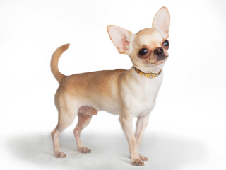 Obraz premium Chihuahua dog (male) stands on a white background