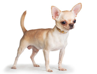 Chihuahua dog (male) stands on a white background