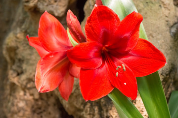 Close up of beautiful  red belladonna lily's  Petals.